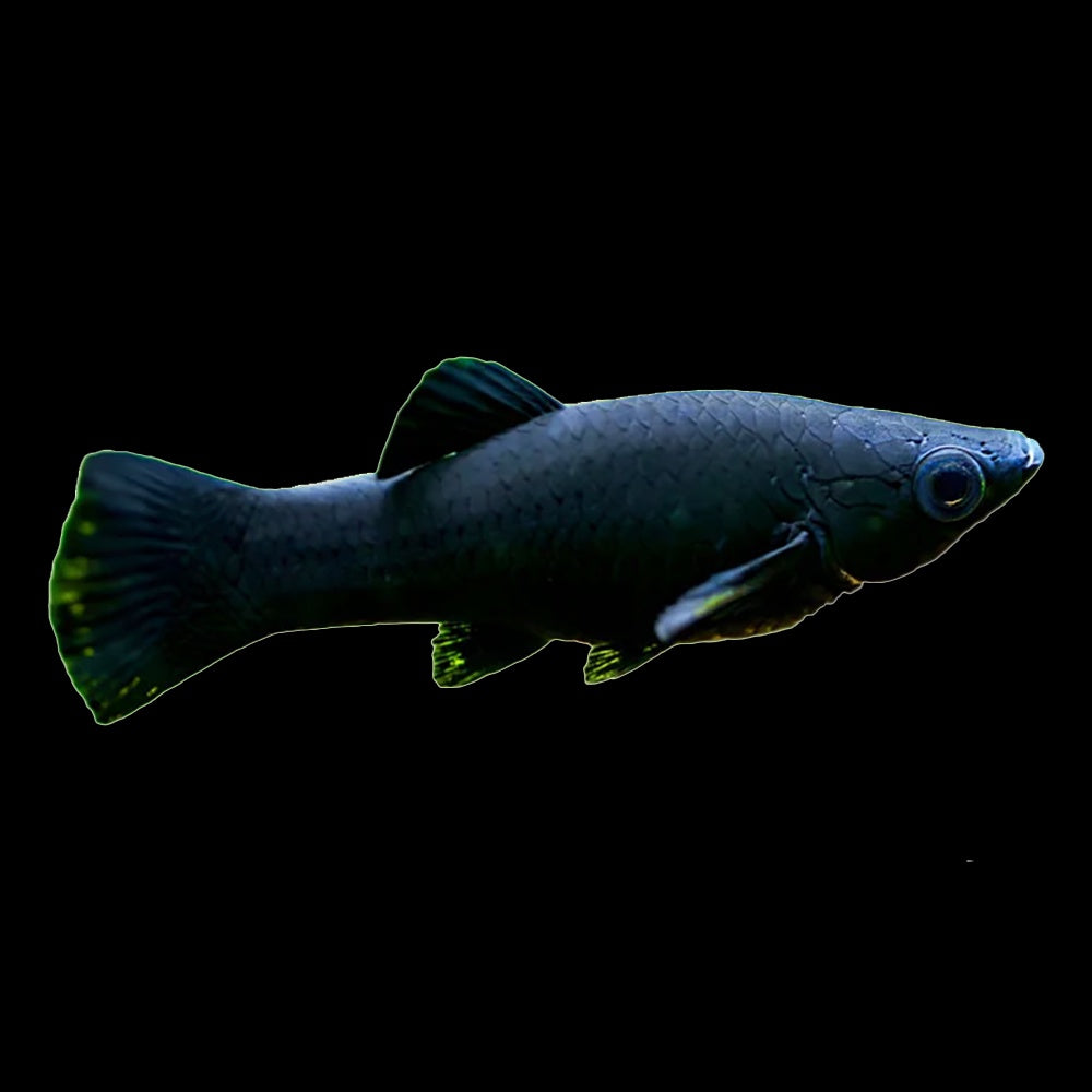 Molly Black (Poecilia Sphenops)