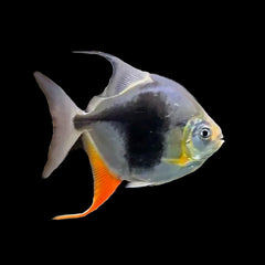 Blackberry Silver Dollar (Metynnis Sp.)