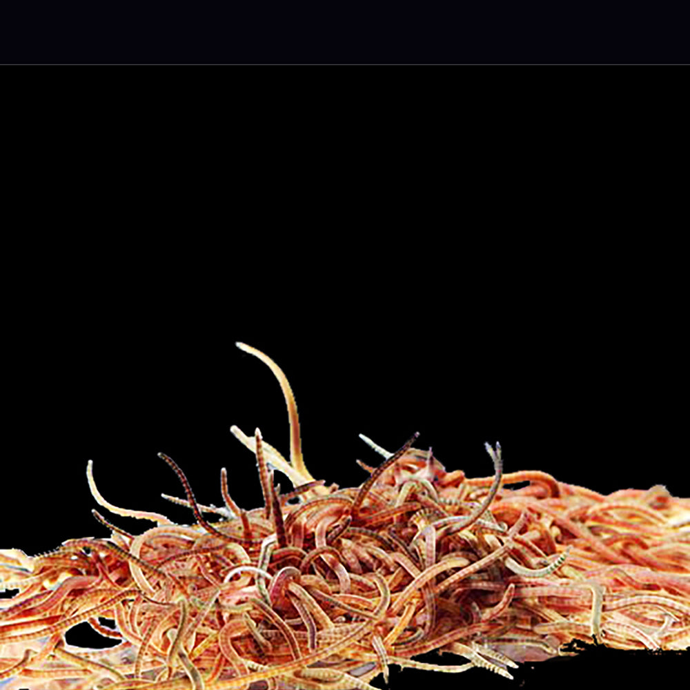 Live Black Worms 40ml