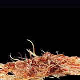 Live Black Worms 40ml