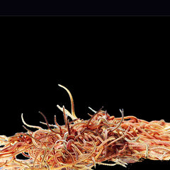 Live Black Worms 40ml