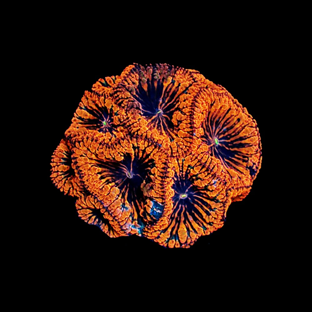 Blastomussa Black Widow