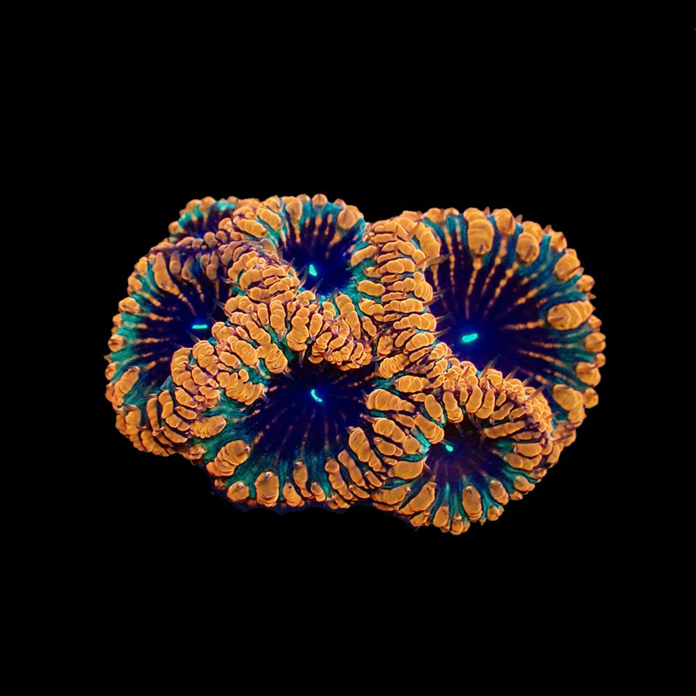 Blastomussa Clockwork