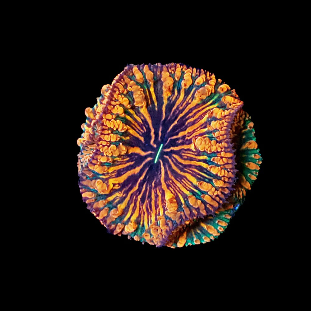 Blastomussa Rainbow Cracker