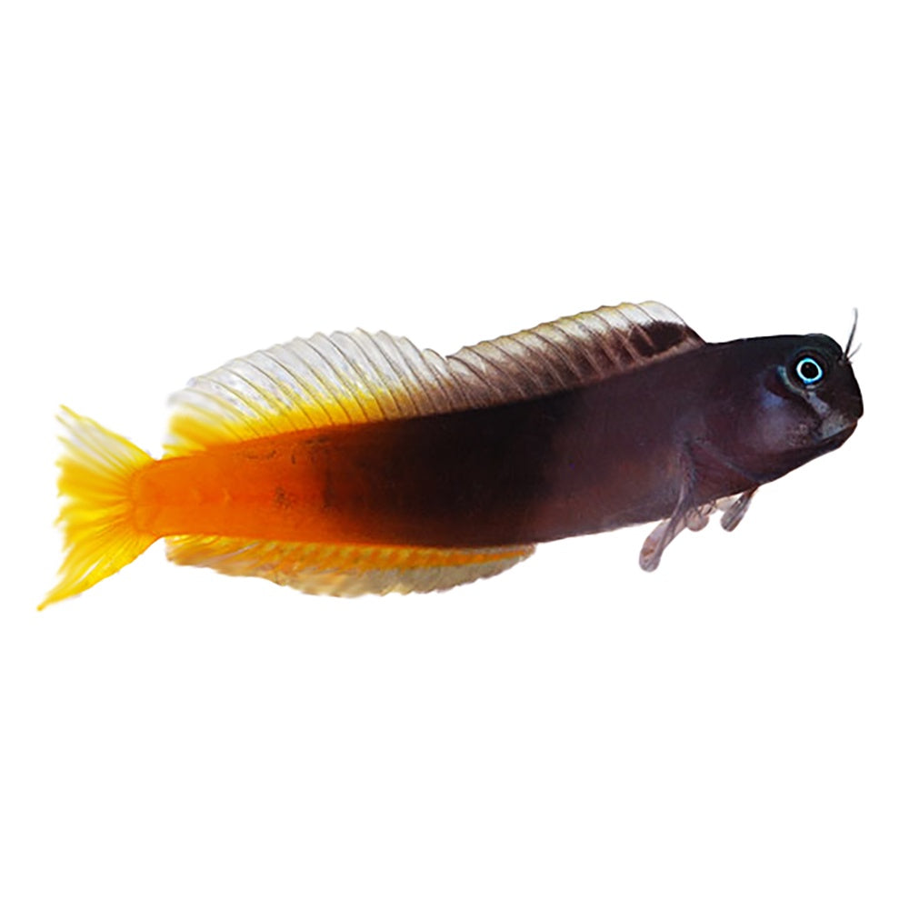 Bicolor Blenny Ecsenius bicolor