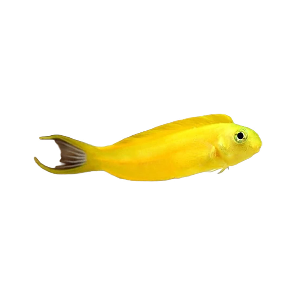 Canary Blenny (Meiacanthus Oualanensis)