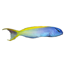 Blenny Forktail (Meiacanthus Atrodorsalis)