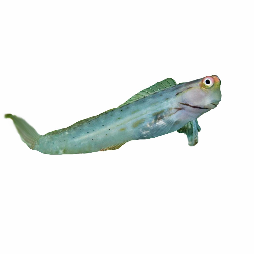 Great Barrier Reef Blenny
