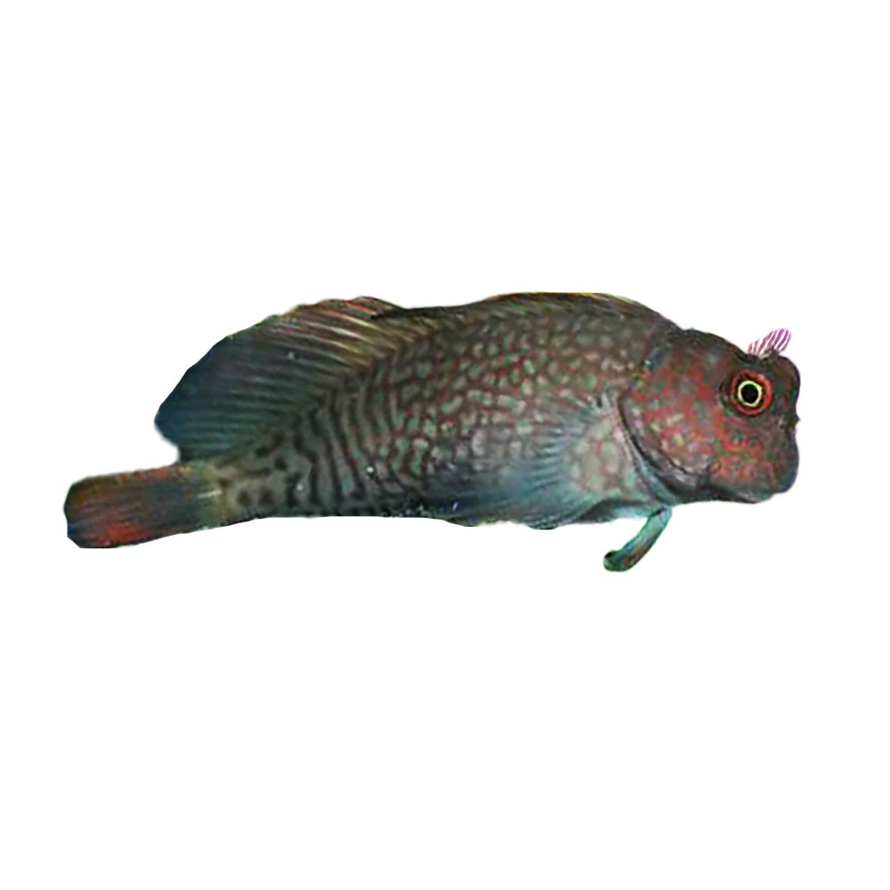 Blenny Hutchins (Cirripectes Hutchinsi)