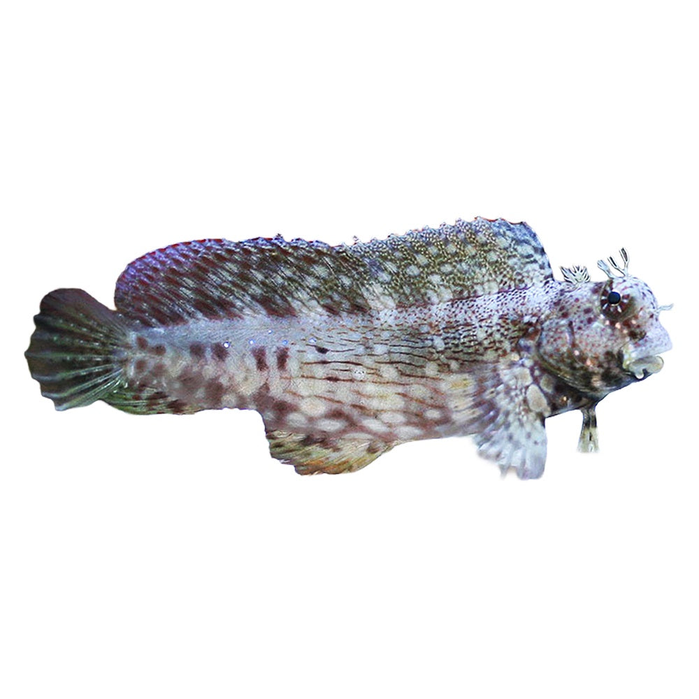 Lawnmower Blenny (Salarias Fasciatus)