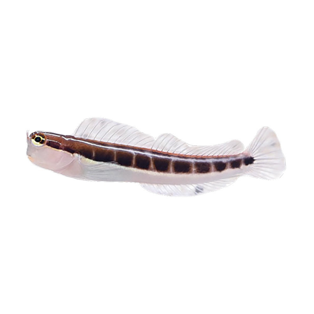 Blenny Lineatus (Ecsenius Lineatus)