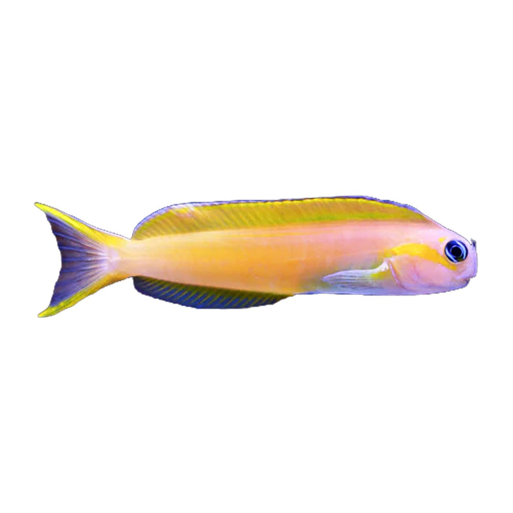 Blenny Midas (Ecsenius Midas)