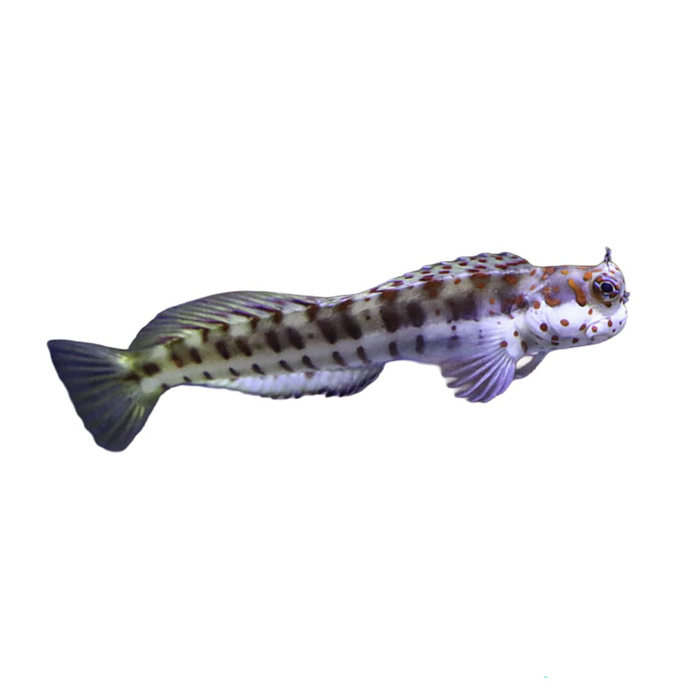 Blenny Red Spotted (Blenniella Chrysospilos)