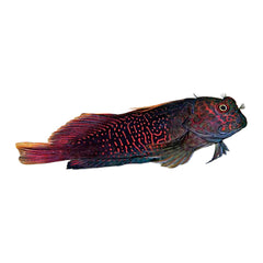 Blenny Red Streaked (Cirripectes Stigmaticus)