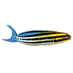 Blenny Striped (Meiacanthus Grammistes)