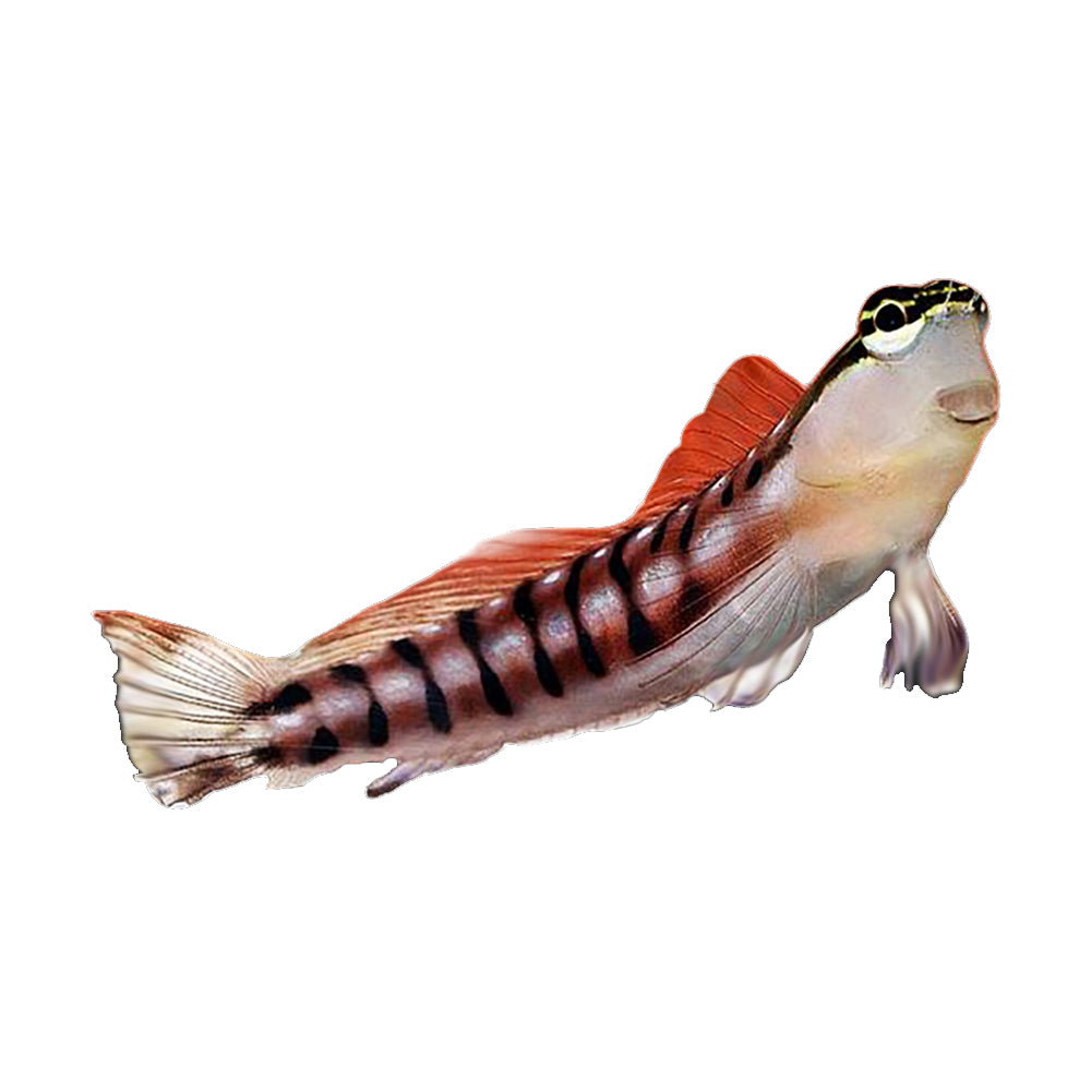 Blenny Tiger (Ecsenius Tigris)