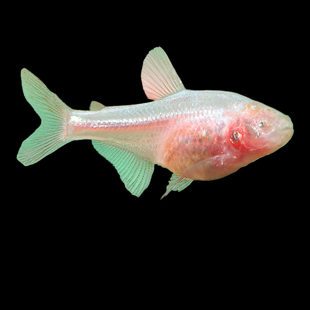 Blind Cavefish (Astyanax Mexicanus) – Aquaristic Online