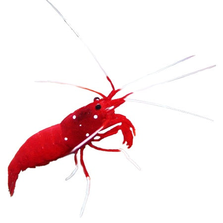 Blood Shrimp (Lysmata Debelius)