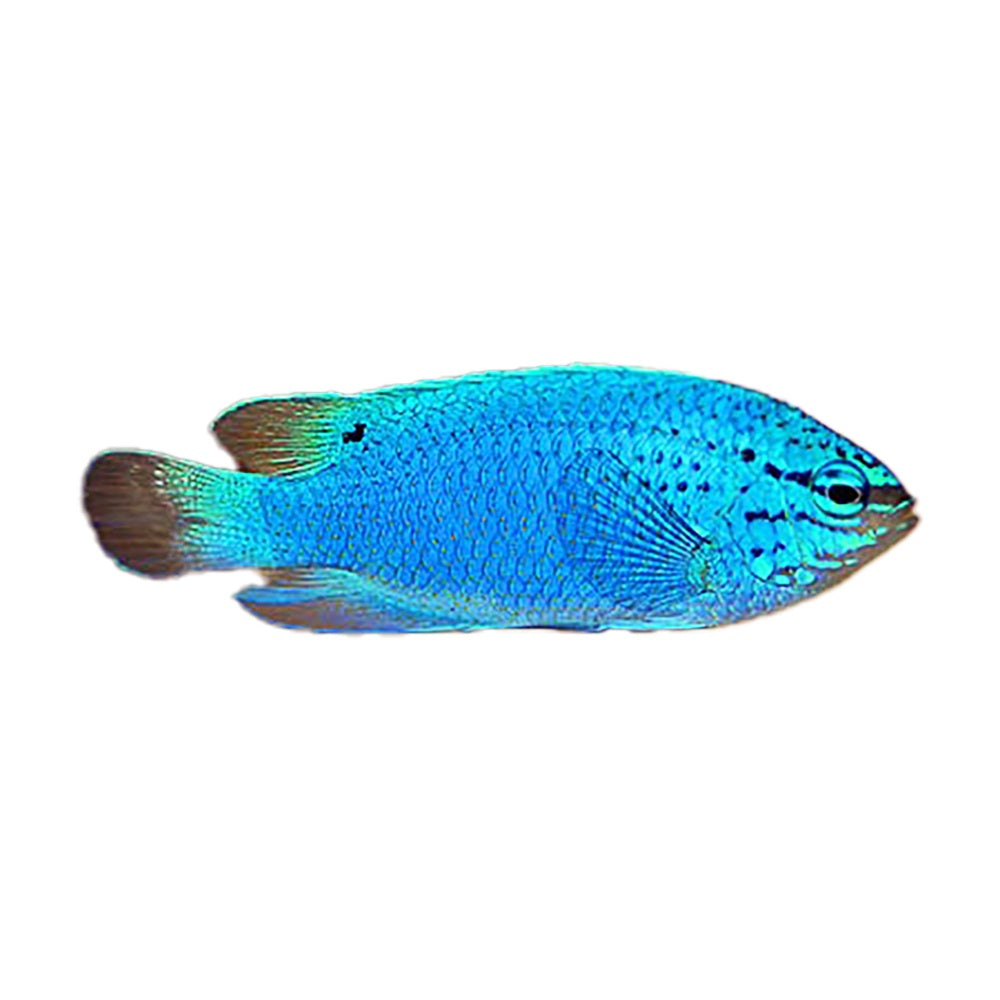 Blue Damselfish (Chrysiptera cyanea)