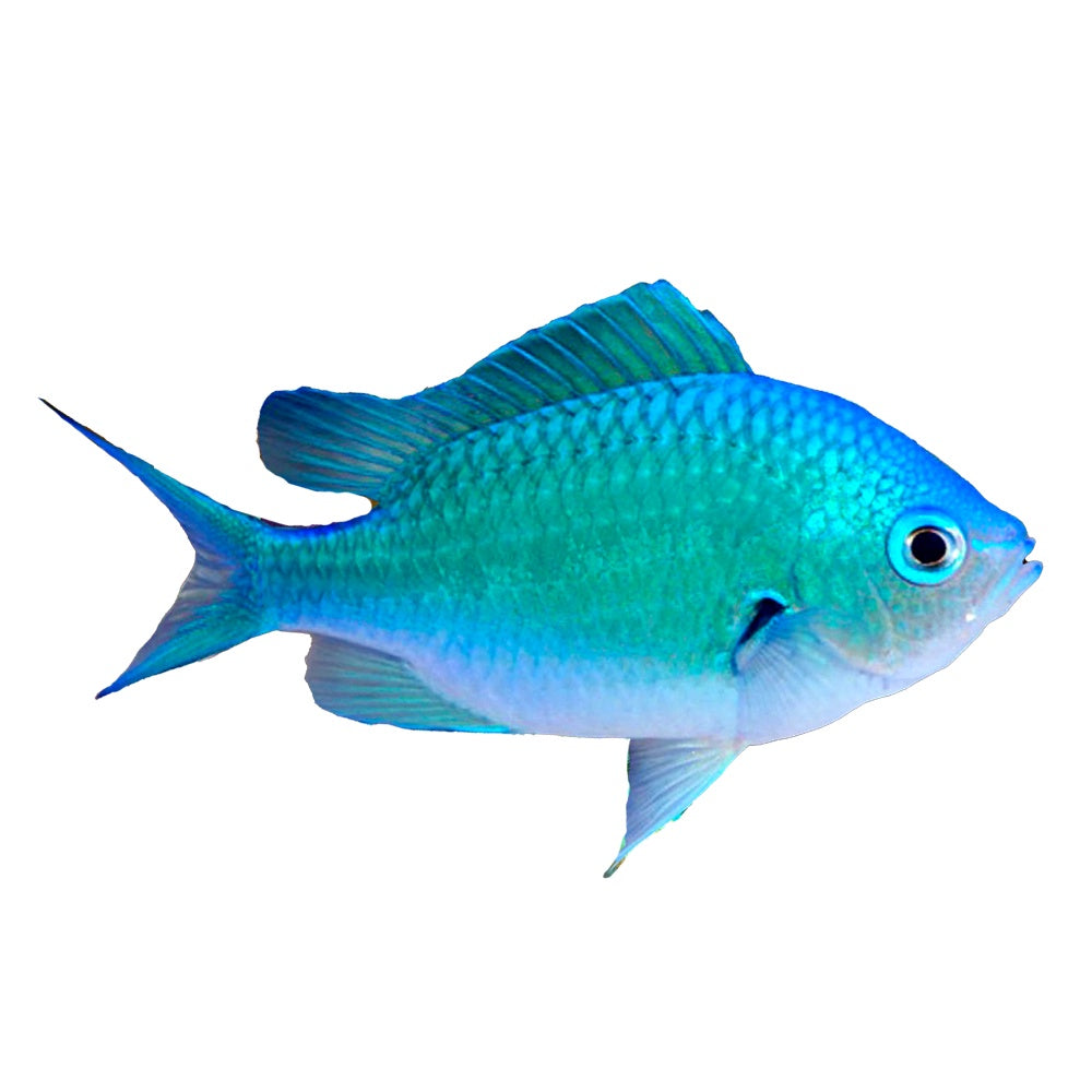 Green Chromis (Chromis Viridis)