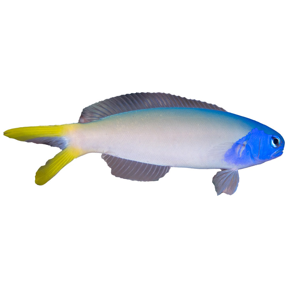 Tilefish Blue Jaw (Hoplolatilus Starcki)
