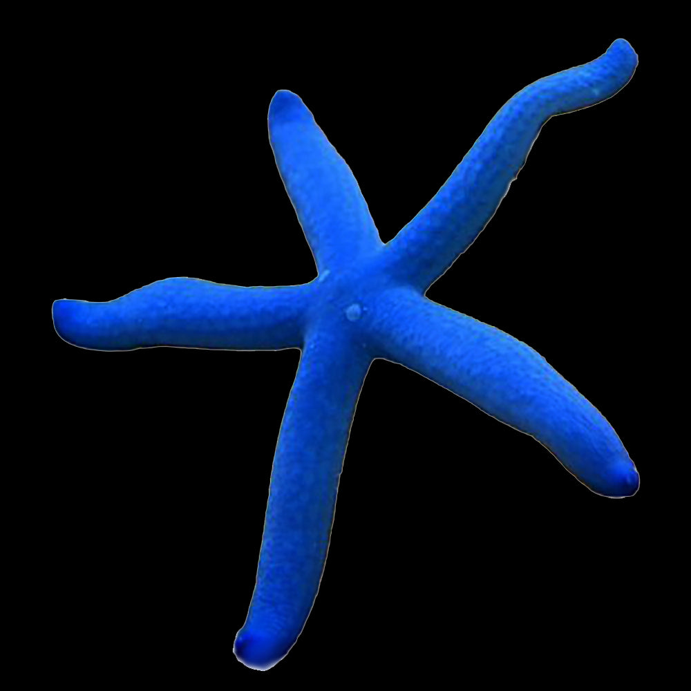 Star Fish Blue Linkia (Linkia Laevigata)