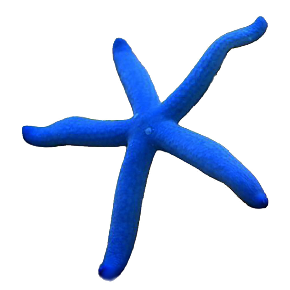 Starfish Blue Linckia (Linckia Laevigata)