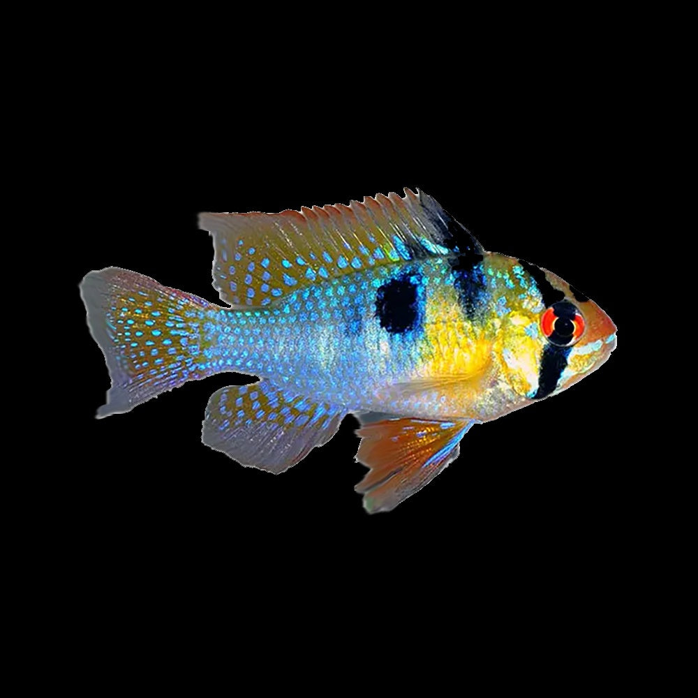 Ram German Blue (Mikrogeophagus ramirezi)
