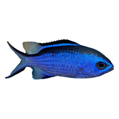 Blue Reef Chromis (Chromis Cyaneus)