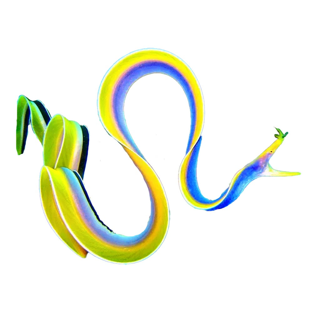 Eel Blue Ribbon (Rhinomuraena Quaesita) - Available 4 June