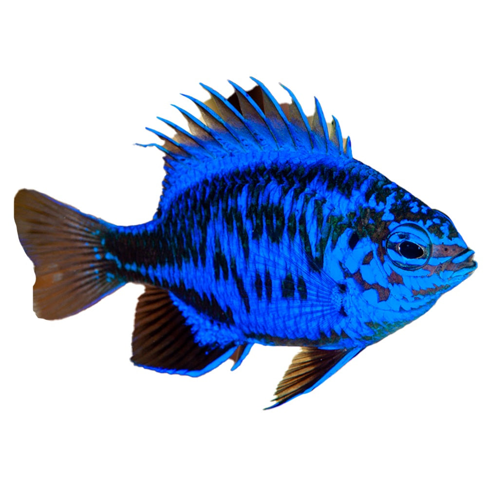 Blue Sapphire Damselfish (Chrysiptera cf. springeri) - Available 4 June