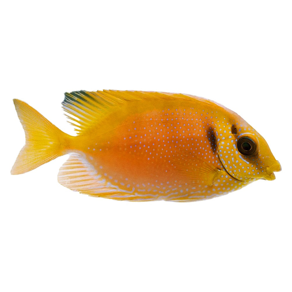 Rabbitfish Blue Spotted (Siganus Corallinus)