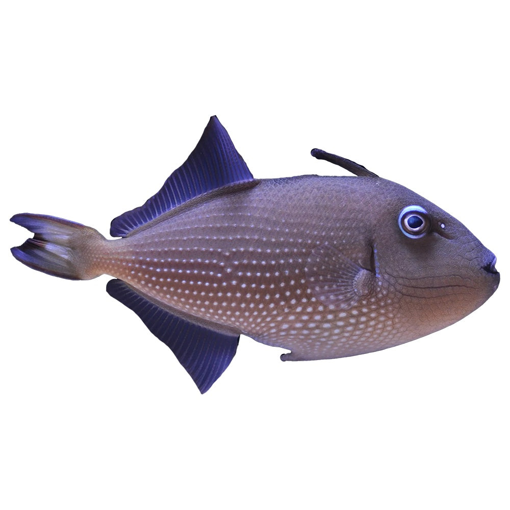 Trigger Blue Throat Female ( Xanthichthys Auromarginatus)