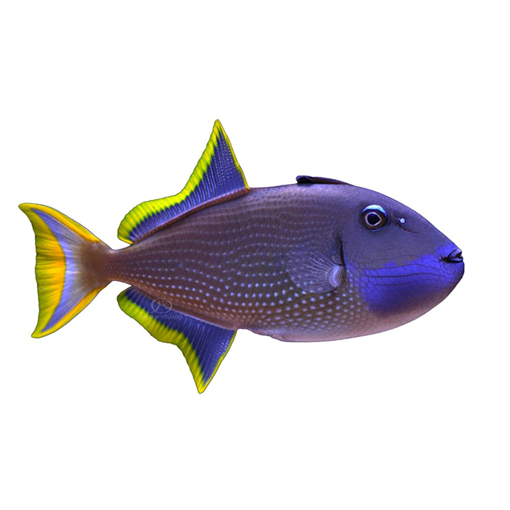 Trigger Blue Throat Male ( Xanthichthys Auromarginatus)