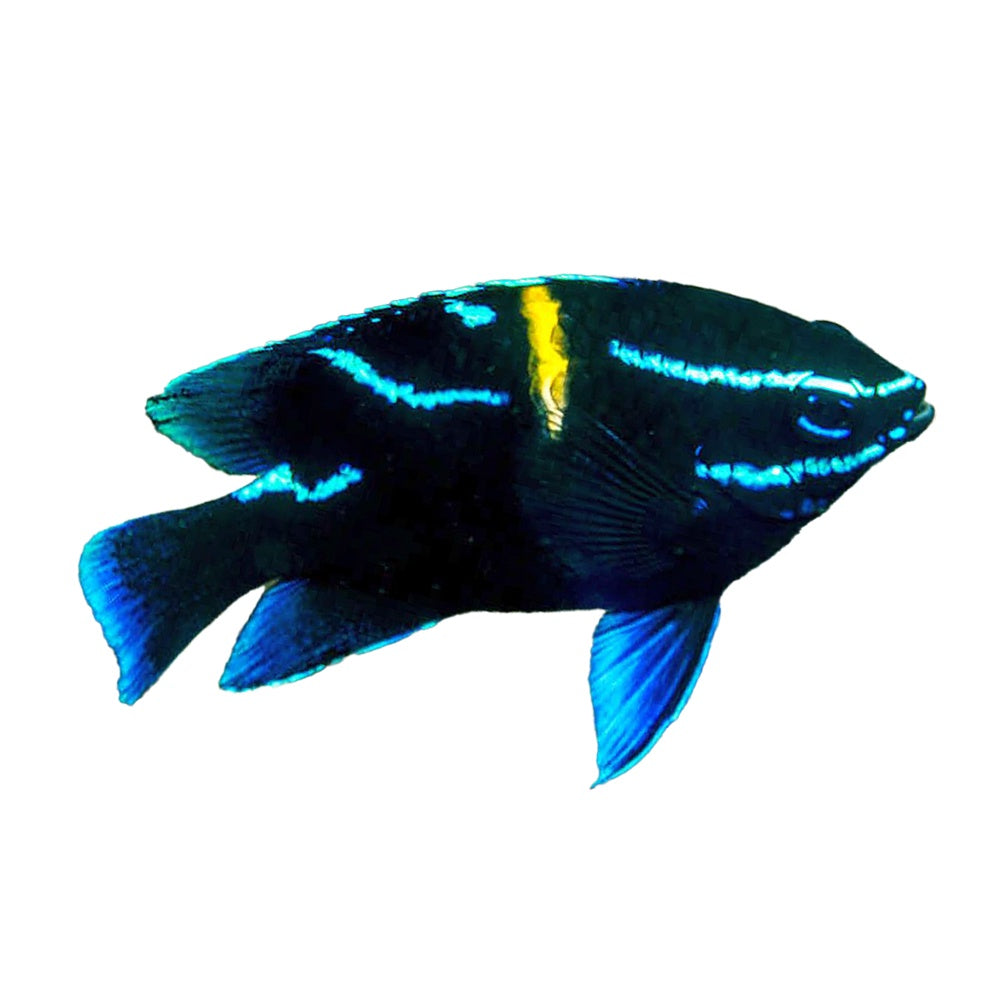 Blue Velvet Damselfish (Paraglyphidodon oxyodon) - Avaialble 4 June