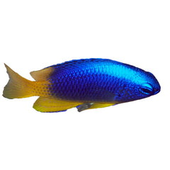 Blue and Gold Damselfish (Pomacentrus coelestis)