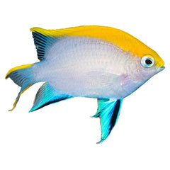 Bluefin Damselfish (Neoglyphidodon melas)