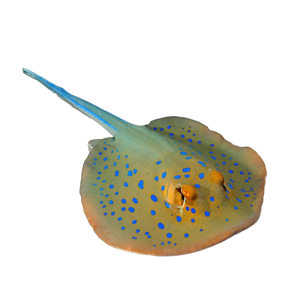 Stingray Bluespotted (Taeniura Lymma)