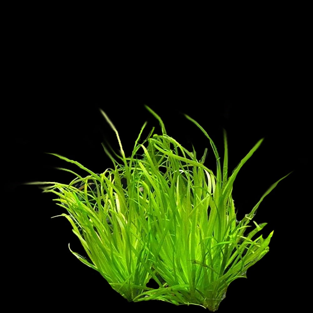 Blyxa Aubertii