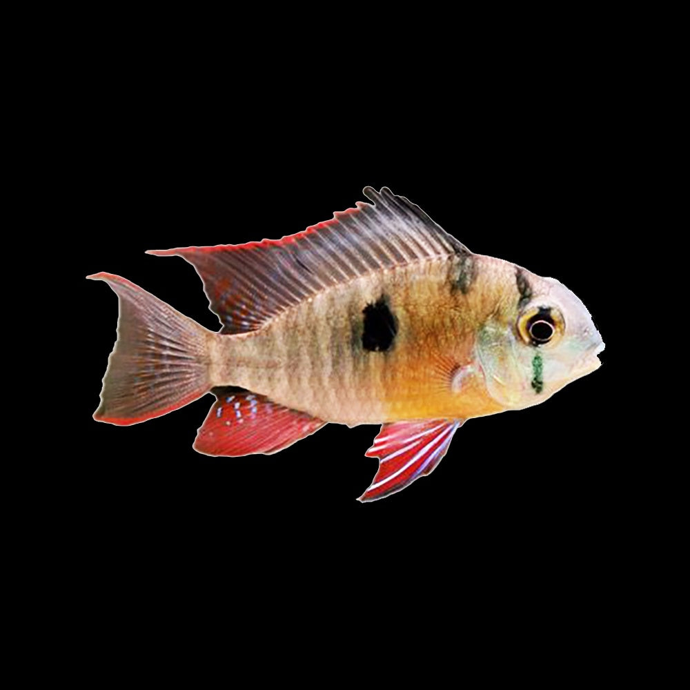 Cichlid Bolivian Butterfly (Mikrogeophagus Altispinosus)