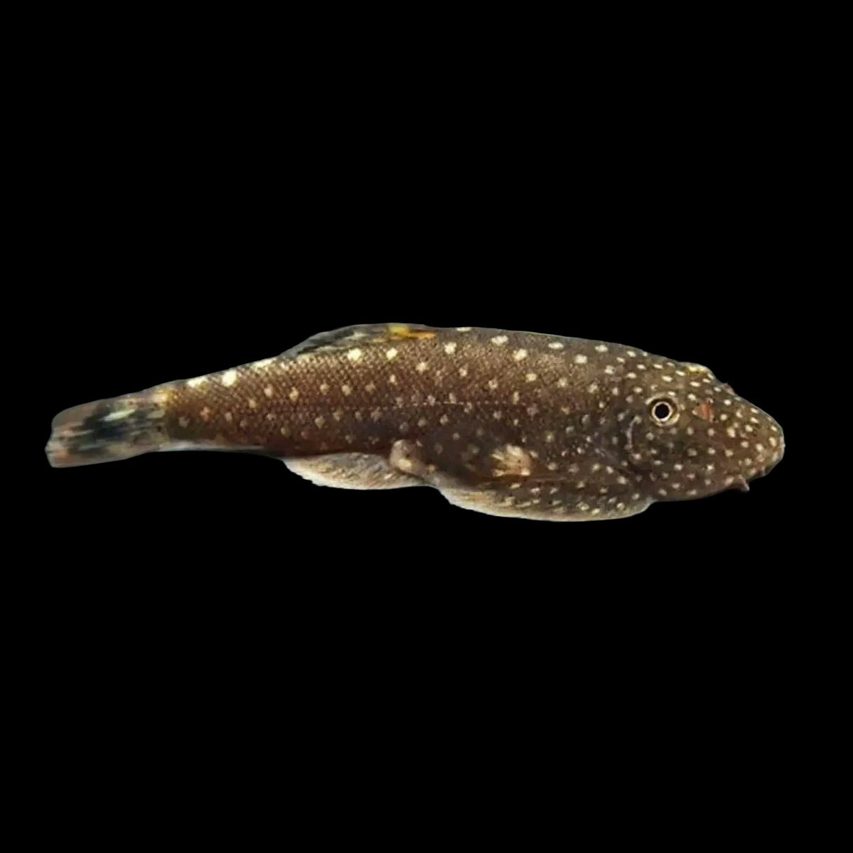 Catfish Borneo Sucker (Gastromyzon Punctulatus)