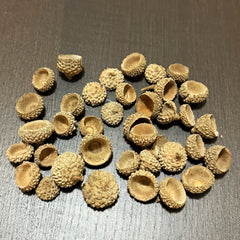 Acorn Caps for aquariums — high tannin botanical for blackwater and shrimp tanks.