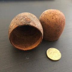 Bael Tree Pod aquarium botanical — natural spawning cave for Apistogramma.