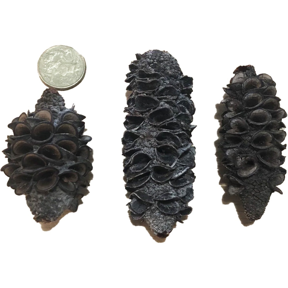 Banksia Seed Pods for aquarium — natural blackwater botanical set of 3.