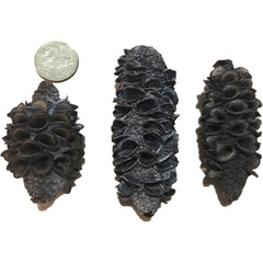 Banksia Seed Pods for aquarium — natural blackwater botanical set of 3.