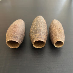 Cariniana Pods — natural Amazonian aquarium shelter and biofilm surface for shrimp and dwarf cichlids.