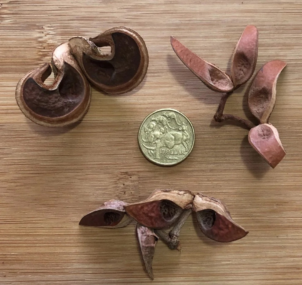 Botanicals Hakea Pods