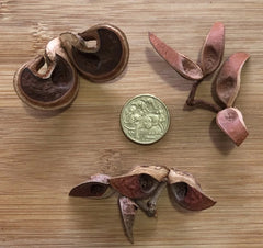 Hakea Pods – natural Australian aquarium botanicals with tannins for blackwater and shrimp tanks.