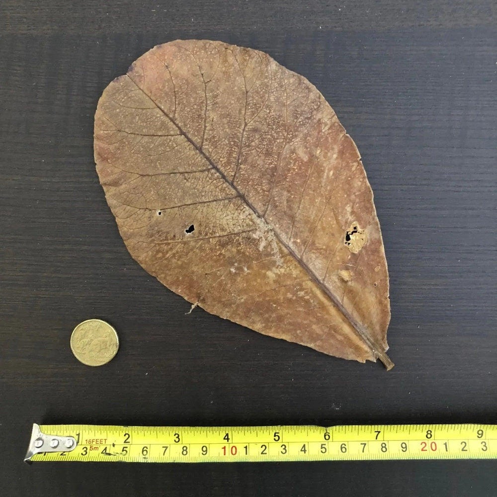 Botanicals Indian Almond Leaves
