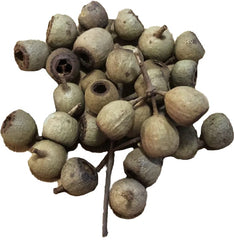 Jarrah seed pods for aquariums — 50g pack of natural Australian botanicals